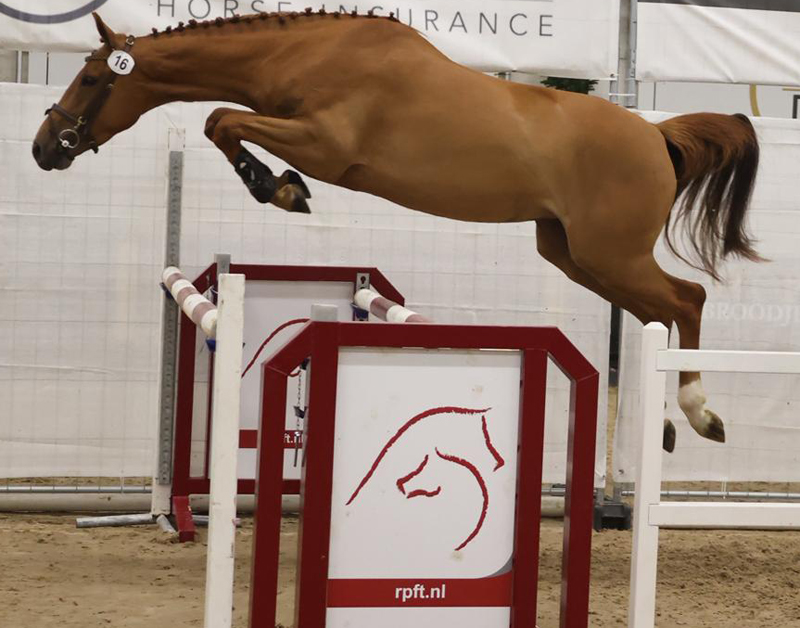 Cyacinthe van de C. Tweede en beste vierjarige.